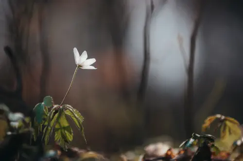 selektive Fokussierung einer blühenden weißen Blume mit grün in der Ferne